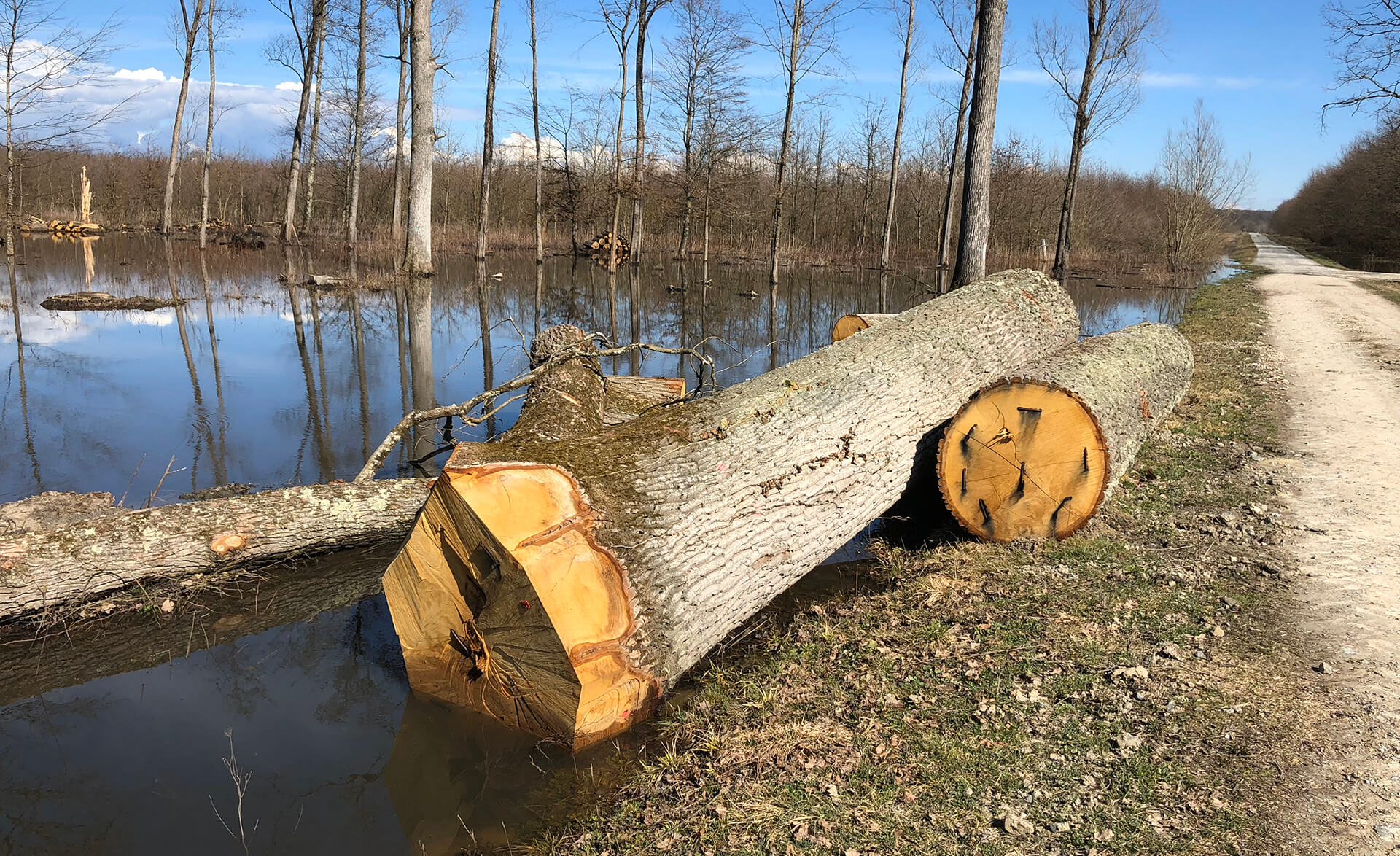 foto di alcuni tronchi tagliati vicino a dell'acqua