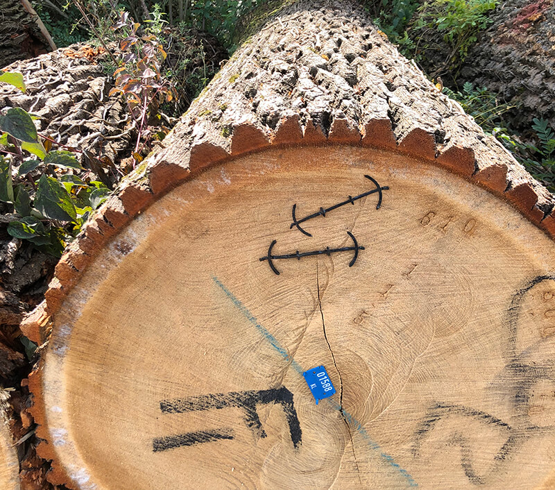 Foto della sezione di un tronco tagliato